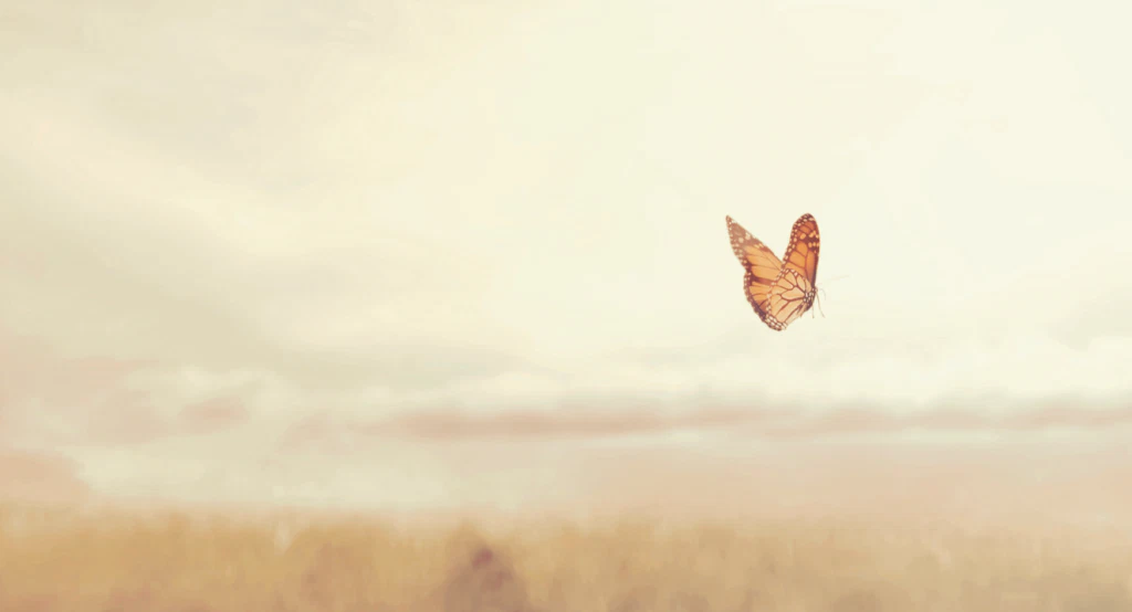 Sommerfugl, barnepalliasjon, løvemammaene